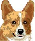 Welsh Corgi