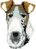 Fox Terrier, Wire Haired