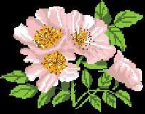 Wild Rose