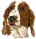 Welsh Springer Spaniel