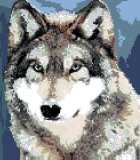 Grey Wolf Head