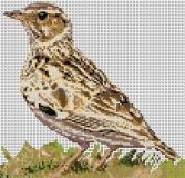 Woodlark