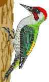 Green Woodpecker