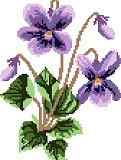 Wild Violets