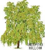 Weeping Willow Tree